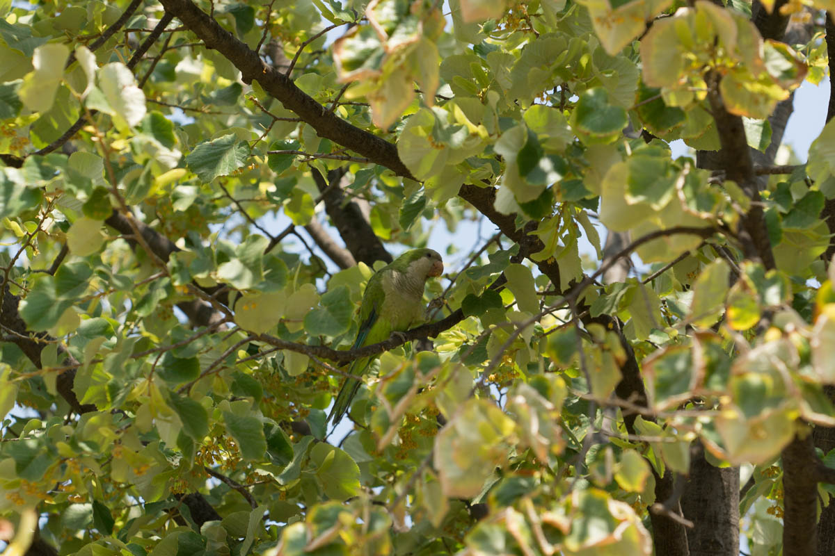 orig_DSC04145_2013-06-27_13-12-00_LR4
