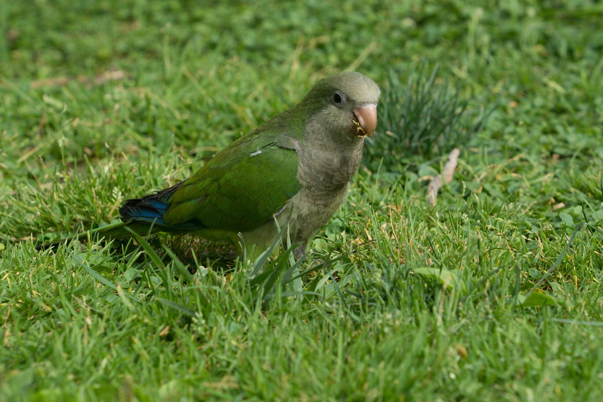 orig_DSC04209_2013-06-28_10-28-45_LR4